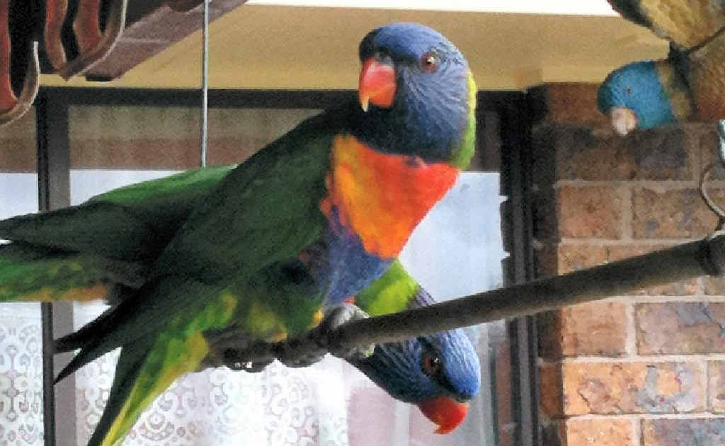 BREAKFAST GUESTS: Lismore Heights, around 8am on November 8. BREAKFAST GUESTS: Lismore Heights, around 8am on November 8.